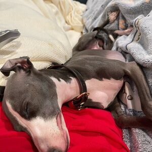 Plush Gray Dog Blanket for Ultimate Comfort